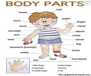 Puzzle Di Parti Del Corpo In Inglese E Rompicapo Da Stampare