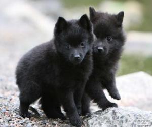 Rompicapo di Cuccioli Schipperke