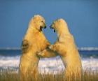 Lotta di due grandi orsi polari