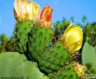Fiori del cactus giallo