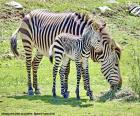 la zebra del bambino e sua madre