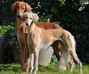 Rompicapo di Saluki o levriero persiano