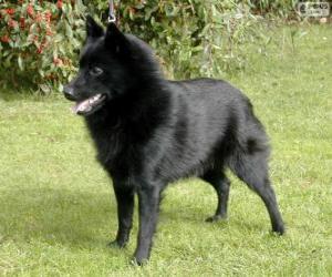 Rompicapo di Schipperke