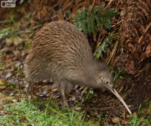 Rompicapo di Uccello kiwi