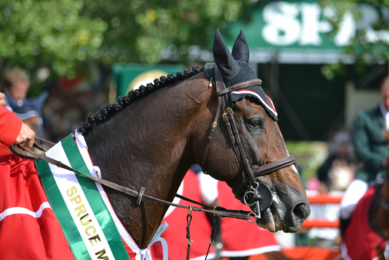 Puzzle di Hickstead il campione! puzzle